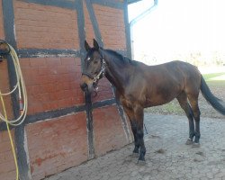 broodmare Letizia (German Sport Horse, 2004, from Leopardstown xx)