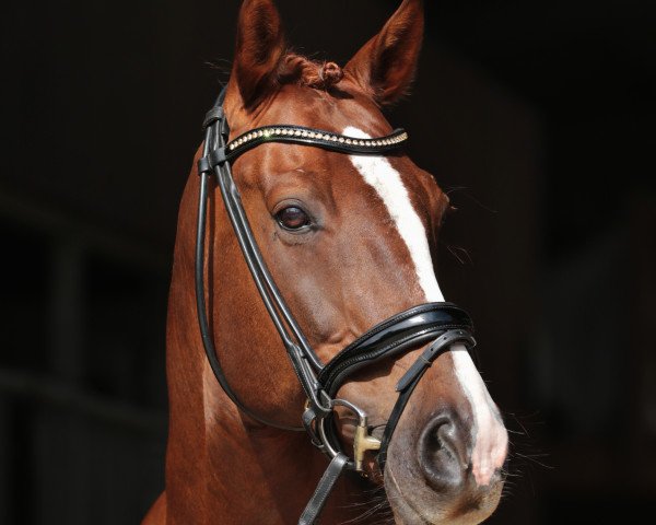 dressage horse Dynamit 106 (Württemberger, 2011, from Don Diamond)