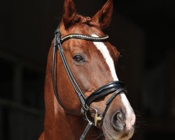 dressage horse Dynamit 106 (Württemberger, 2011, from Don Diamond)