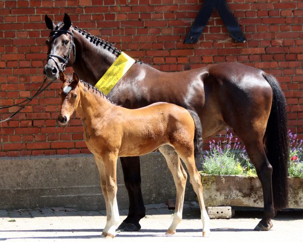 horse Granne (Hanoverian, 2020, from Gentleman FRH)