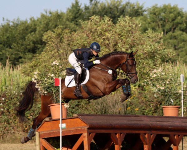 jumper Quentin (Hanoverian, 2013, from Quality 9)