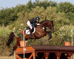 jumper Quentin (Hanoverian, 2013, from Quality 9)