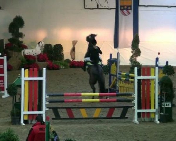 Dressurpferd Aladin 629 (New-Forest-Pony, 2004, von Aladin)