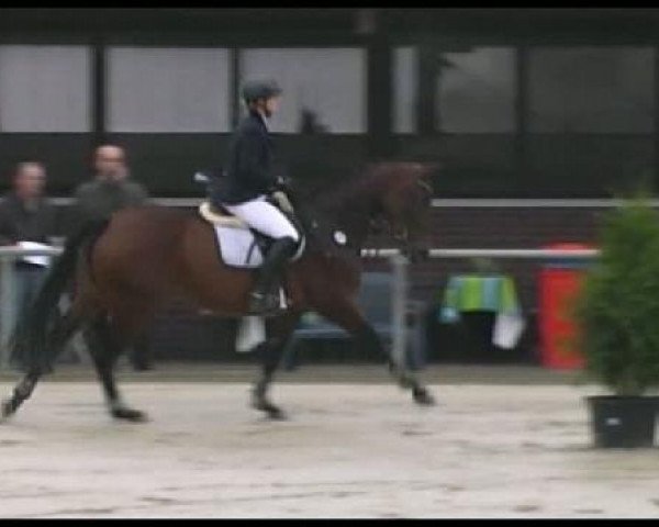 Zuchtstute Fiona 475 (Hannoveraner, 2006, von Fabriano)