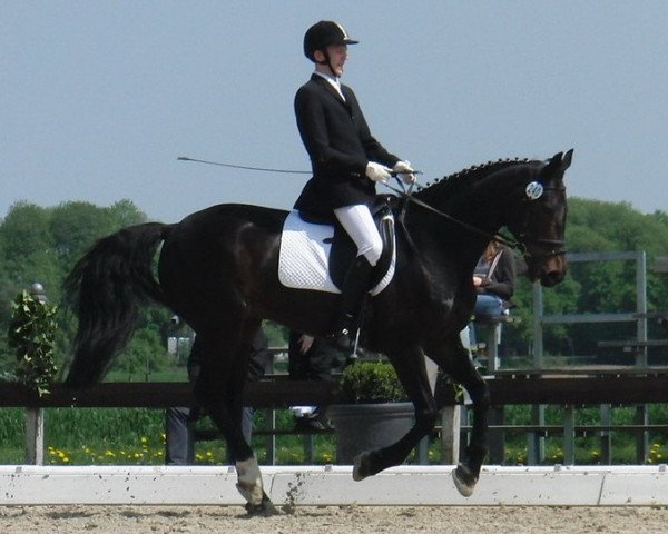 Dressurpferd Shariar AG (Hannoveraner, 1996, von Saskan) Dressurpferd Shariar AG (Hannoveraner, 1996, von Saskan)