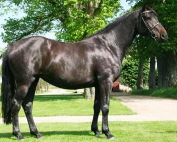 broodmare Conrad Girl de Hus (Holsteiner, 2007, from Corrado I)