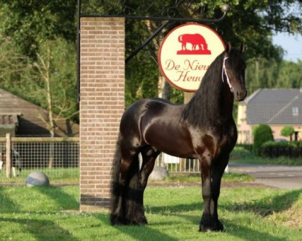 stallion Wolfert 467 (Friese, 2007, from Felle 422)