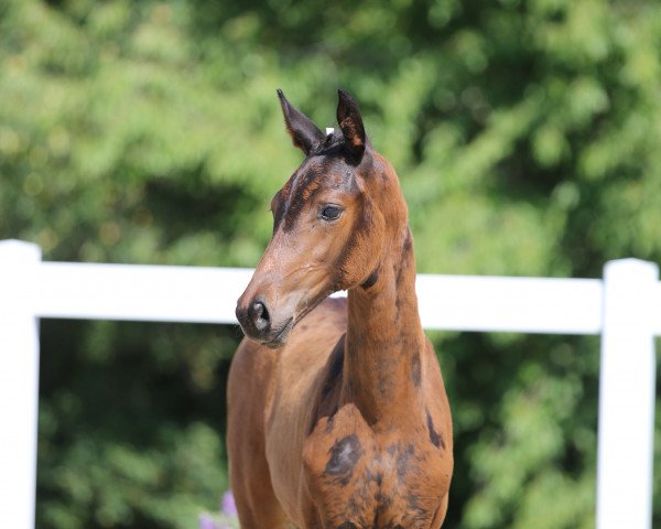 broodmare Claudia Schiffer (German Sport Horse, 2022, from Va' Pensiero FRH)