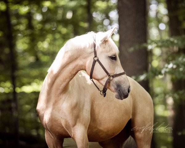 Pferd Quyana (Rheinländer, 2019, von Qaside Md)