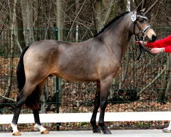 stallion Big Dresscode (German Riding Pony, 2009, from Dance Star AT NRW)