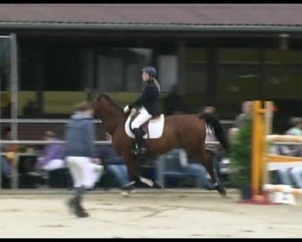 jumper Lugano (Westphalian, 2000, from Lord Silvester)