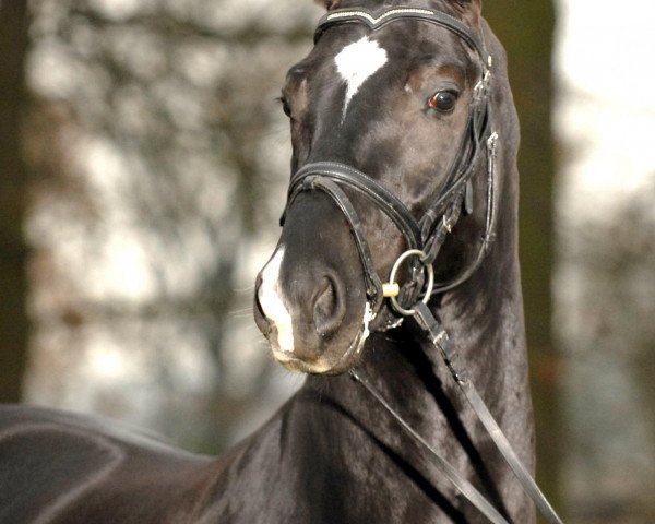 stallion Dr. Bon Jovi (Oldenburg, 2004, from Dr Doolittle 45) stallion Dr. Bon Jovi (Oldenburg, 2004, from Dr Doolittle 45)