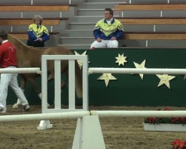 horse Hengst von Top Champy (German Riding Pony, 2009, from Top Champy)