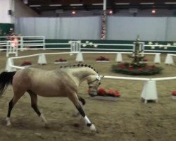 dressage horse Cheetano (German Riding Pony, 2009, from FS Champion de Luxe)