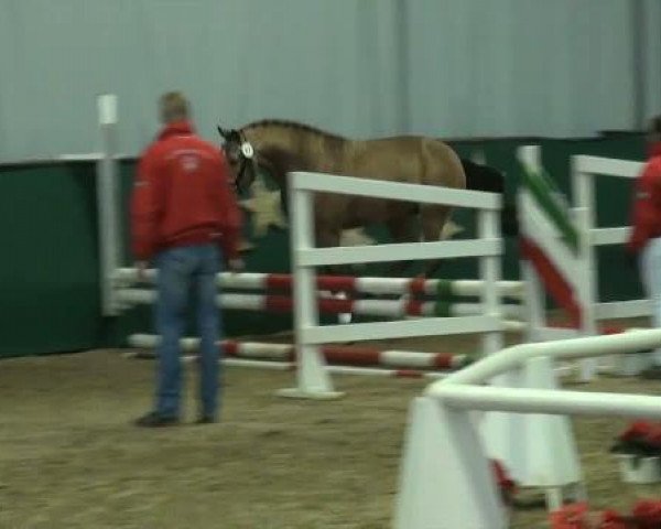 horse Hengst von Top Champy (German Riding Pony, 2009, from Top Champy)
