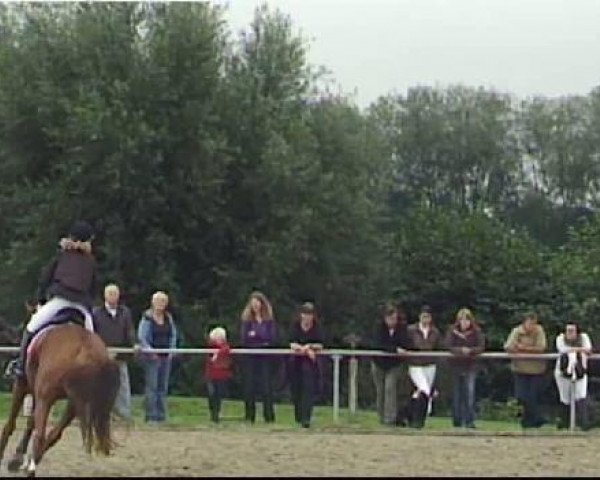 jumper Fabius 87 (Hanoverian, 2004, from Feininger)