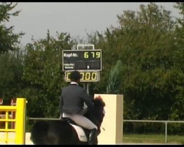 dressage horse Faberge 35 (Hanoverian, 1998, from Fabriano)