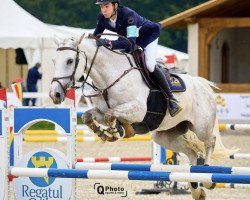 jumper Panic Attack Z (Zangersheide riding horse, 2016, from President)