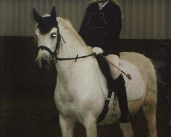 broodmare Schneewittchen (Hanoverian, 1998, from Santini)