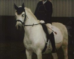 broodmare Schneewittchen (Hanoverian, 1998, from Santini)