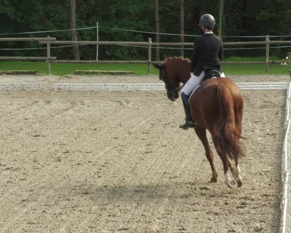 Reitturnier Ditzingen 2022