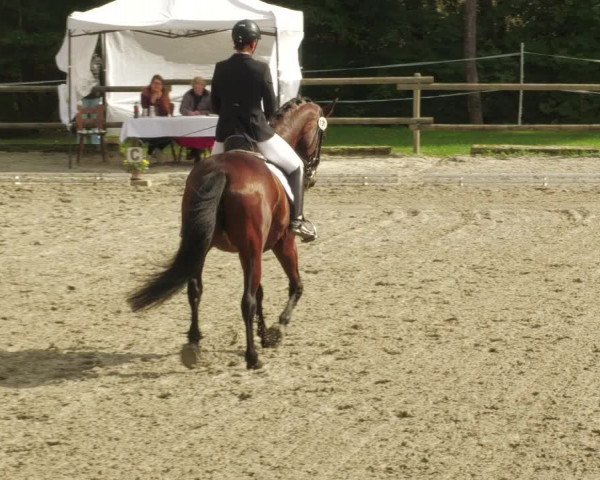 Reitturnier Ditzingen 2022