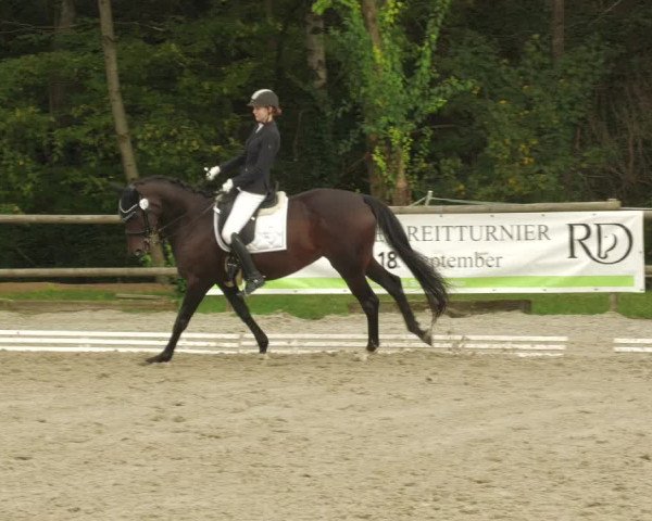 Reitturnier Ditzingen 2022