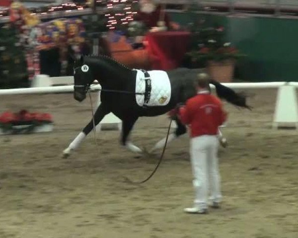 dressage horse For Diamond W (Rhinelander, 2009, from For Compliment)