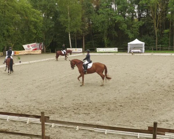Reitturnier Ditzingen 2022