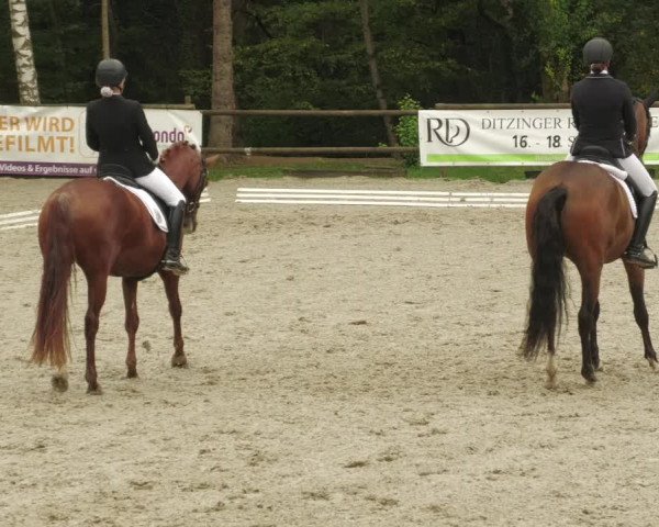 Reitturnier Ditzingen 2022