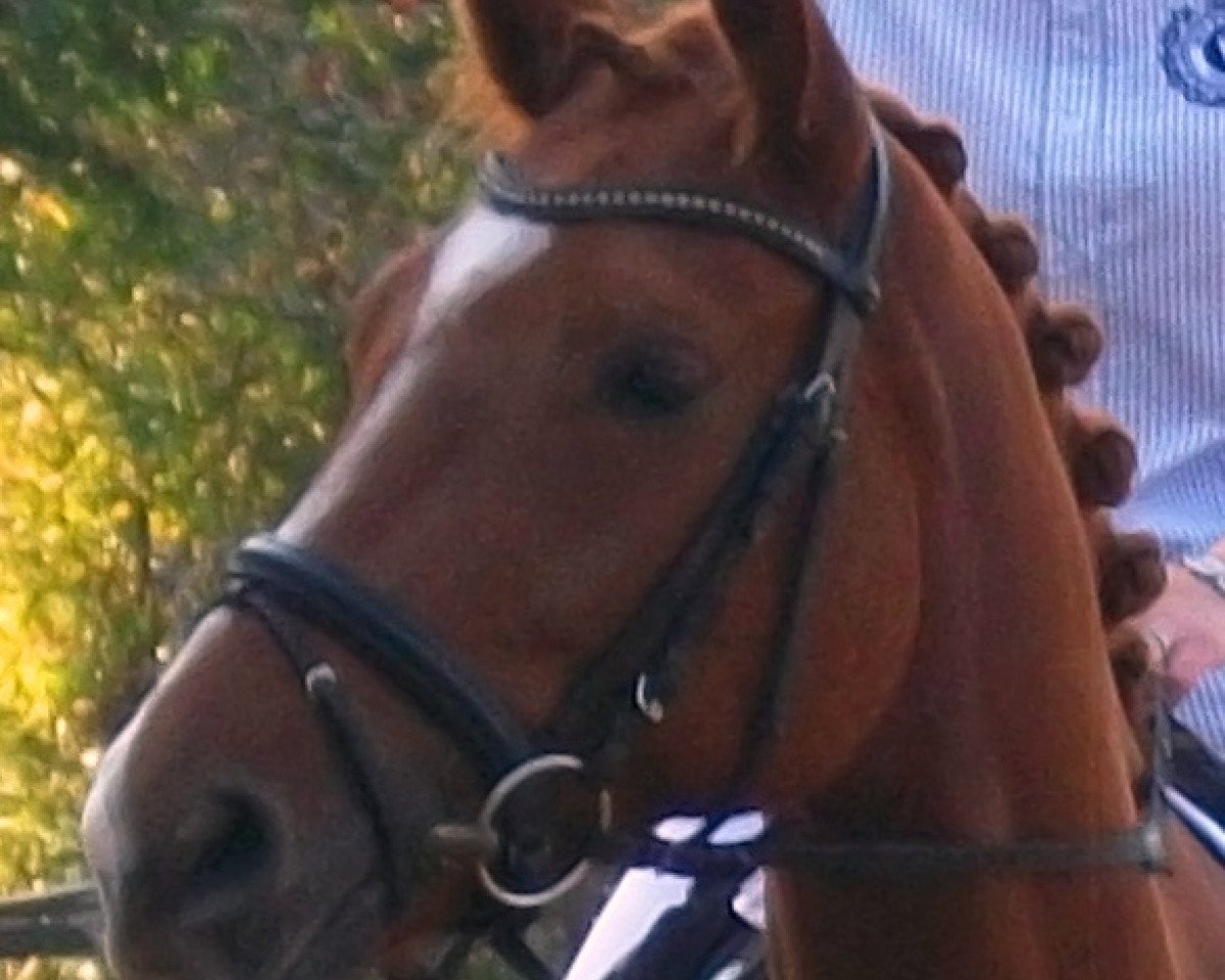 broodmare Fürst Piccolo's Fiorina (Westphalian, 2007, from Fürst Piccolo)