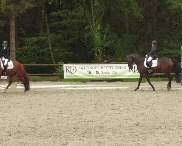 Reitturnier Ditzingen 2022