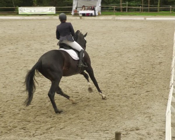 Reitturnier Ditzingen 2022