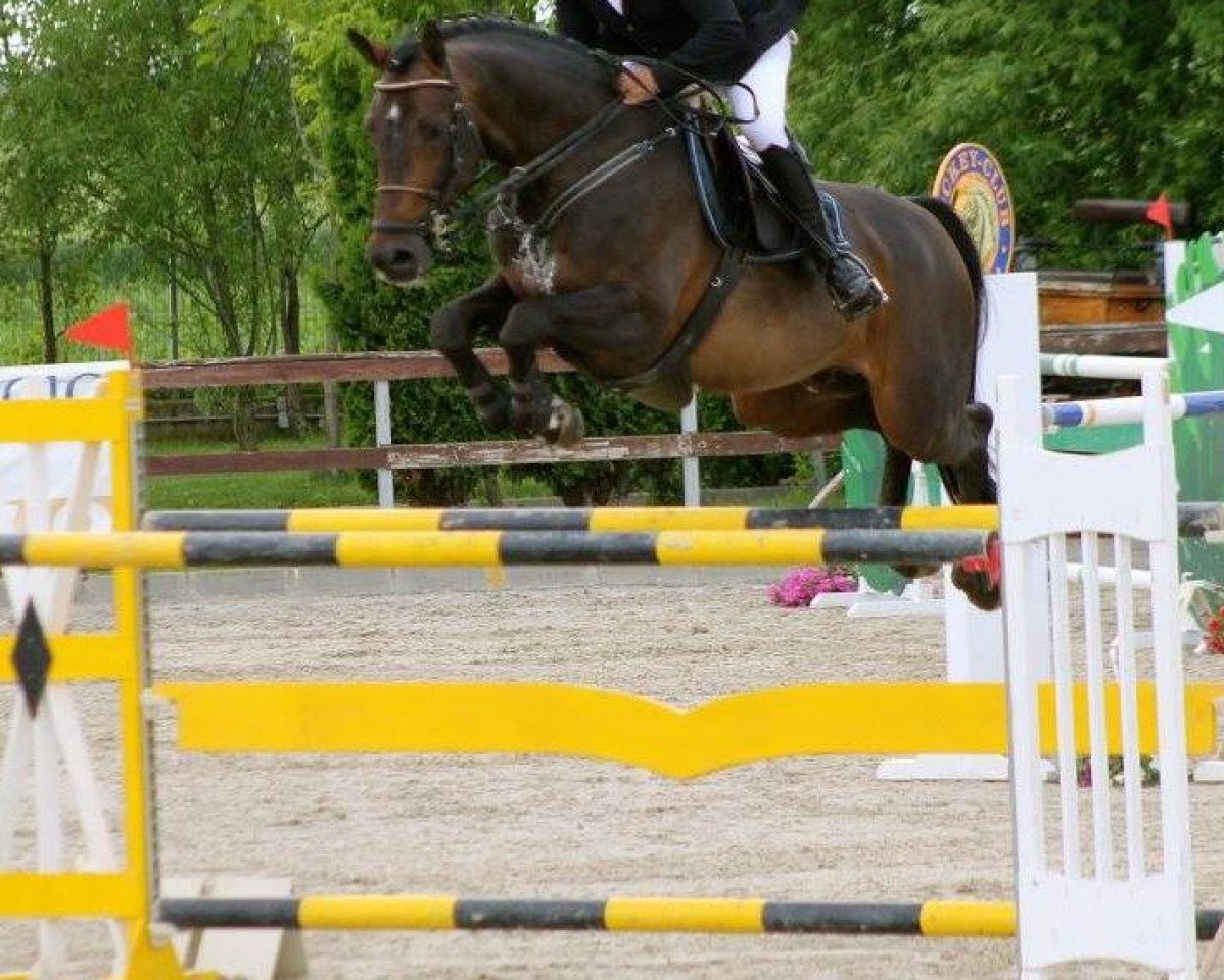 jumper Cashmere 31 (Holsteiner, 2007, from Contendro II)