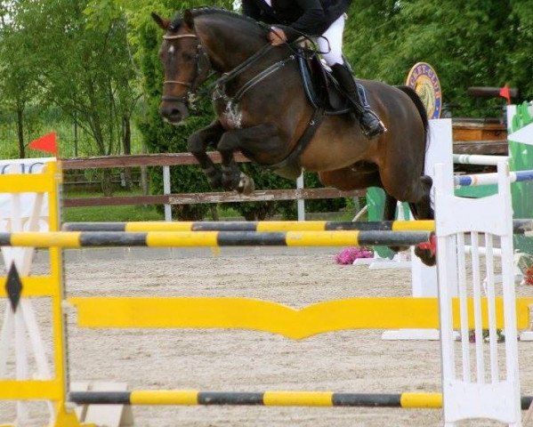 jumper Cashmere 31 (Holsteiner, 2007, from Contendro II)
