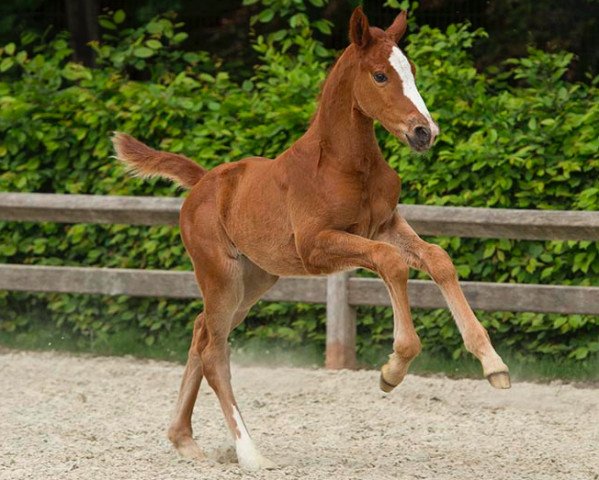 horse Queen Vegas van ‘t Merelsnest (Belgian Warmblood, 2016, from Darco)