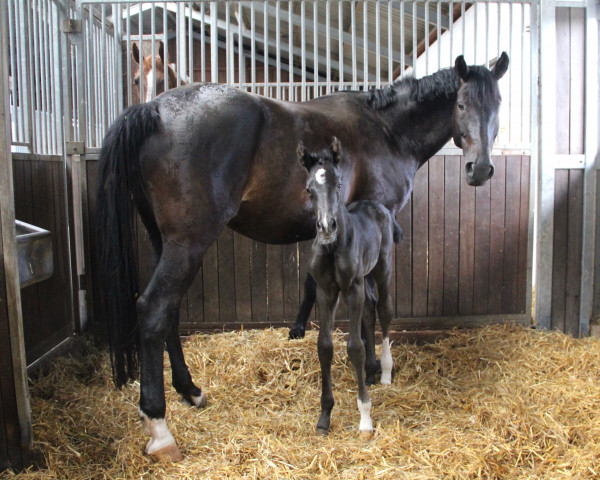 broodmare Diva Blue (Westphalian, 2022, from Diablue PS)