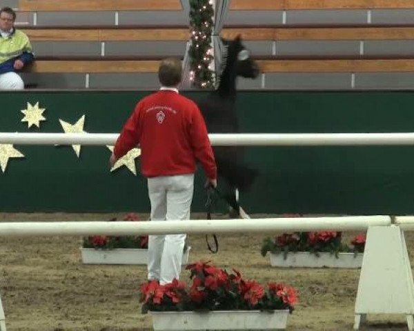 horse Van Dyk 4 (German Riding Pony, 2009, from Vincent)
