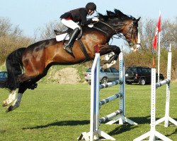 jumper Chelano 2 (Holsteiner, 2001, from Caretino)