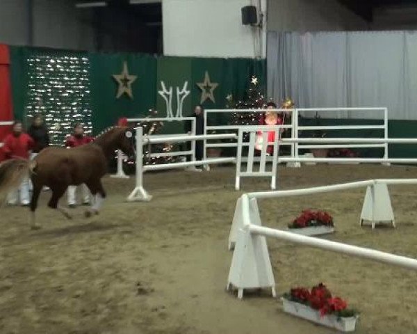 dressage horse Paganin (German Riding Pony, 2009, from Principal Boy)