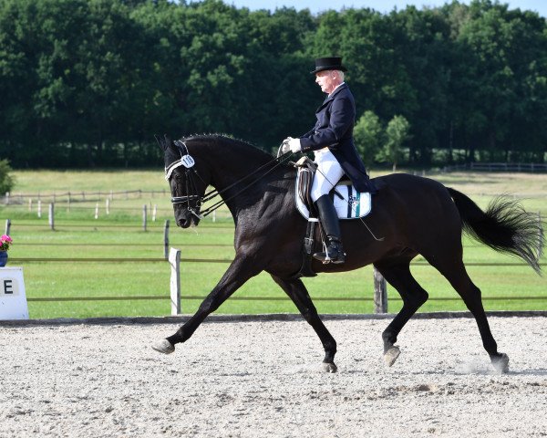 Dressurpferd Dr.schiwago 9 (Hannoveraner, 2007, von Don Crusador)