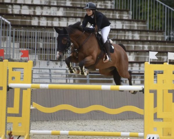 jumper RAHMANNSHOF FERNET (Oldenburg show jumper, 2011, from Favorit Ask)