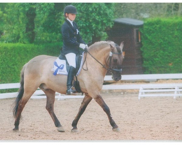 dressage horse Feivel 147 (Konik, 2000)