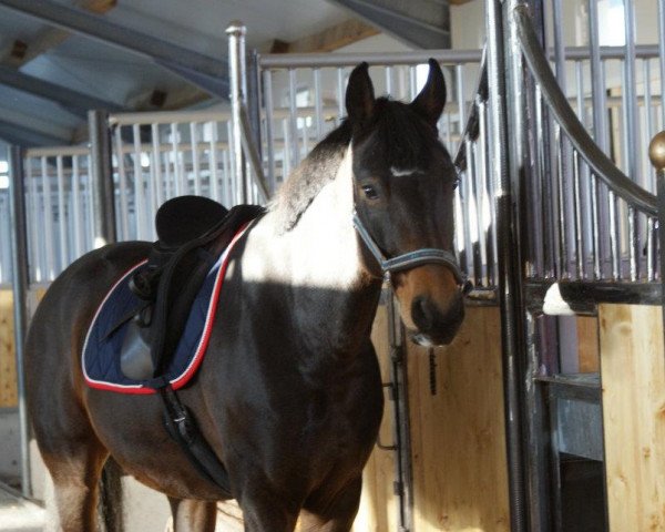 dressage horse Ready Steady Go 3 (Bavarian, 2002, from Roy Black)