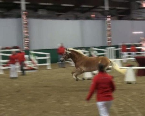 horse Hengst von Alabaster B (Haflinger, 2009, from Alabaster B)
