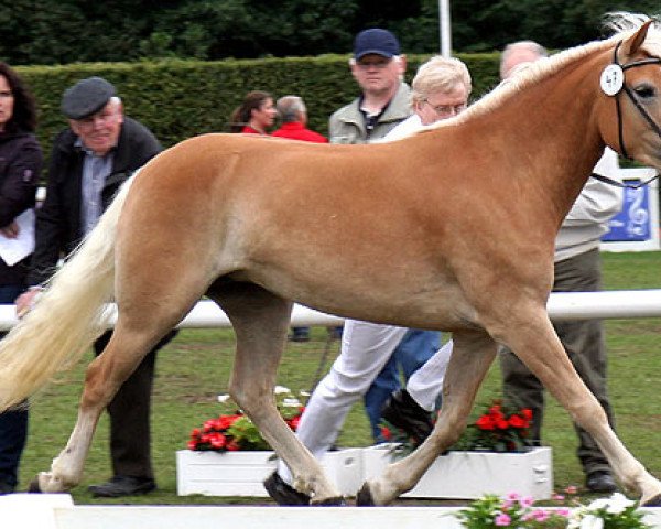 Pferd Stanja (Haflinger, 2008, von Sterntaenzer)