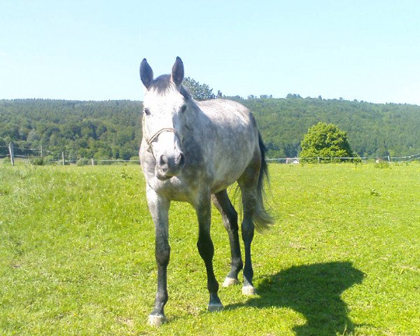 jumper Curd Cairo (Holsteiner, 2005, from Cassini II)