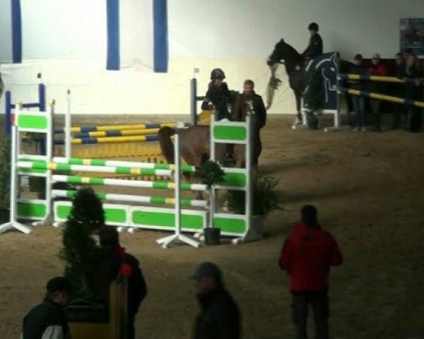 jumper Sultan 674 (German Riding Pony, 2004, from Salaa El Dine EAO)