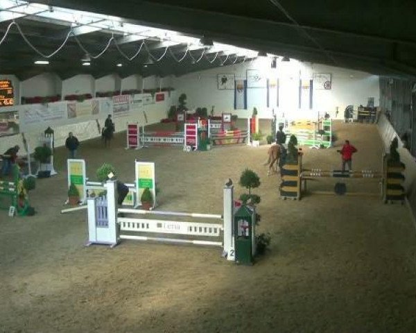 Springpferd Orchid's Touchstone (New-Forest-Pony, 2003, von Watershof Pretendent)