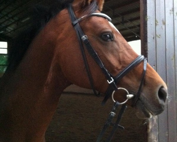 dressage horse Convoigirl (Brandenburg, 1998, from Convoi)